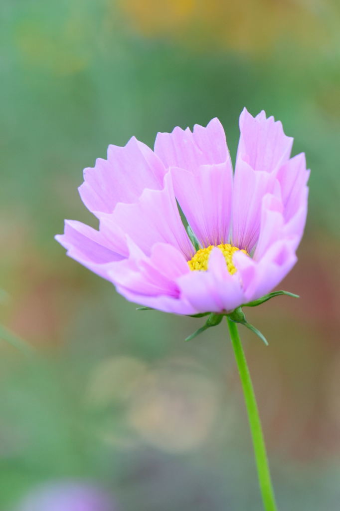 秋桜　シーシェル　斜