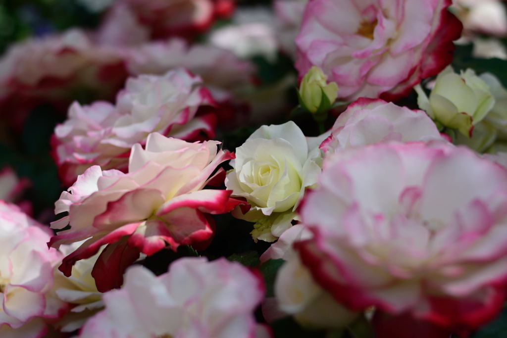 ファンケル　囲まれて