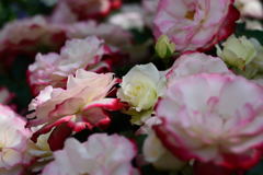 ファンケル　囲まれて