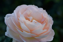 秋薔薇　マリー　アントワネット