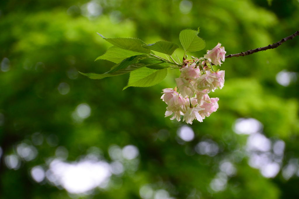 ウコン桜　終盤