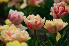 チューリップ　フォクシーフォックストロット