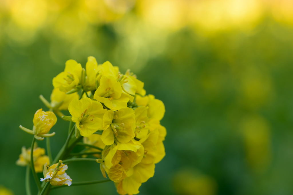 寒咲きハナナ　春雷　４