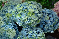 紫陽花　フェアリーキッス