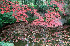 森林公園の紅葉　おしまい