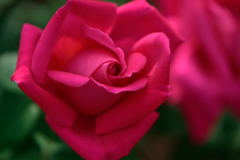 薔薇　ルージュ・メイアン