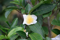 お茶の花