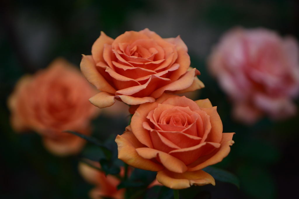 薔薇　寄せ植え