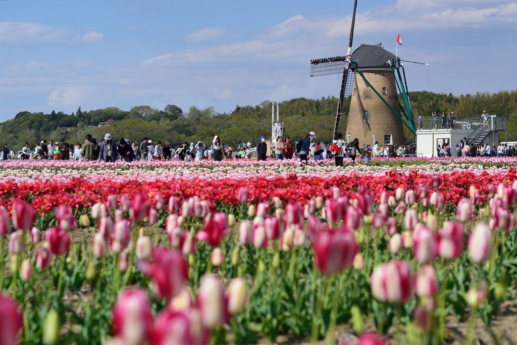 佐倉チューリップフェスタ　２