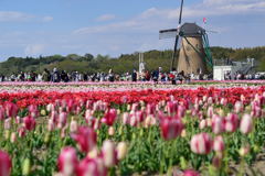 佐倉チューリップフェスタ　２