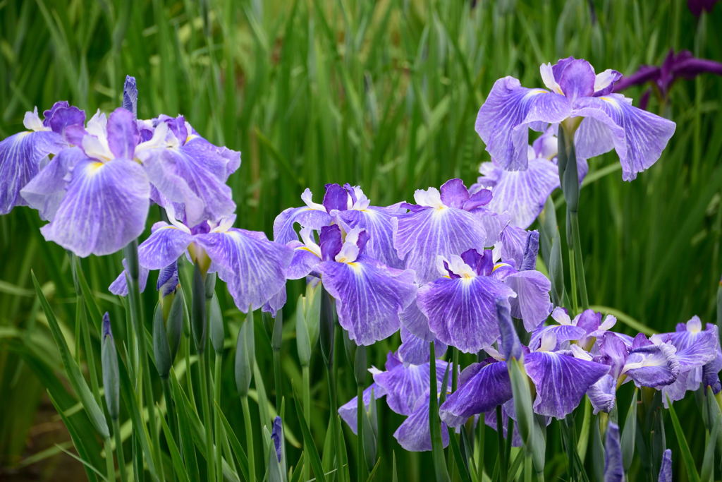 菖蒲　鶴鵲楼