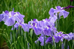 菖蒲　鶴鵲楼
