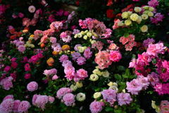 ファンケル　春のローズガーデン