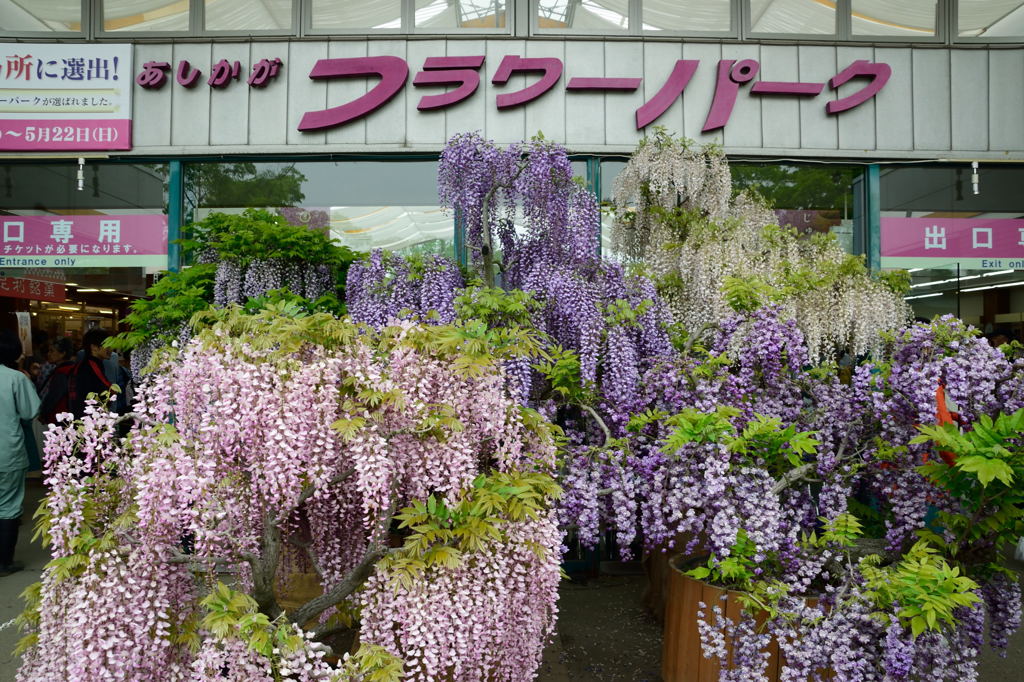 あしかがフラワーパーク入口