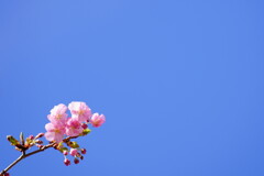 河津桜　１２