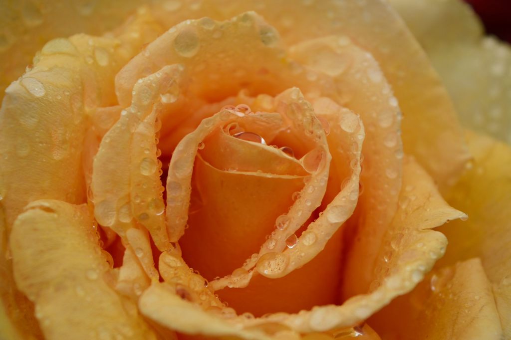 雨上がりの薔薇たち