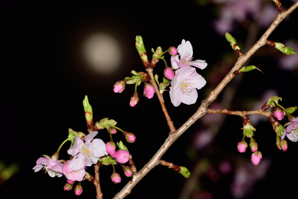 朧月と桜