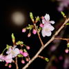 朧月と桜