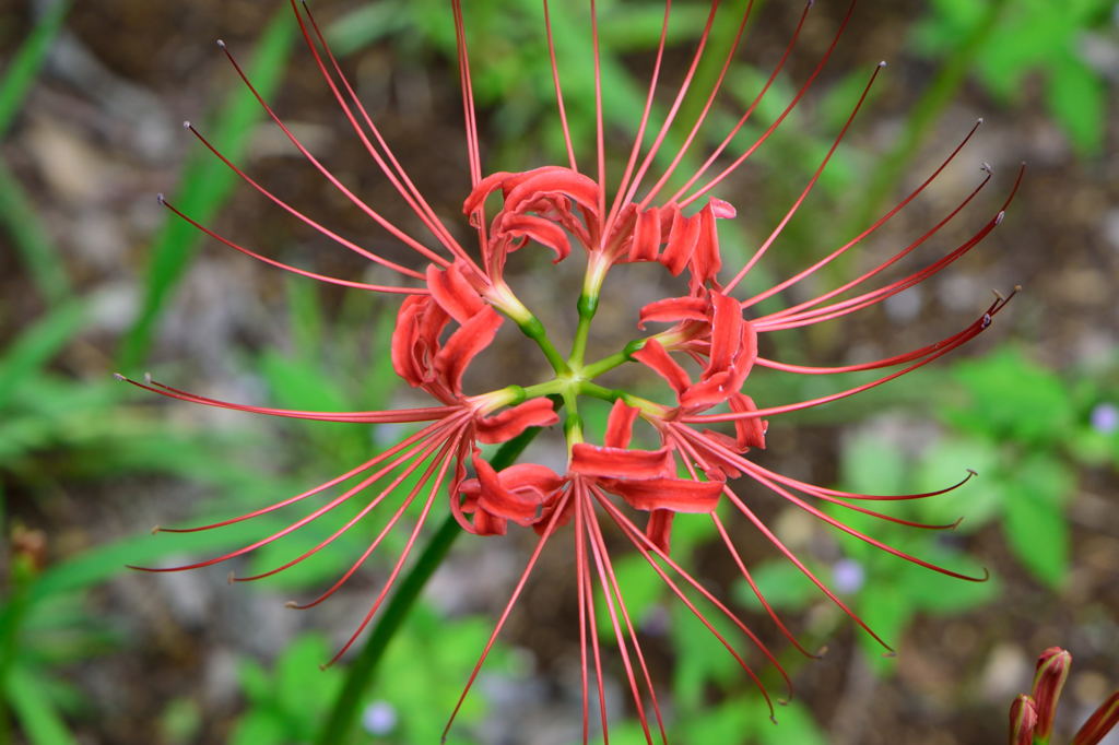 Lycoris radiata - Red