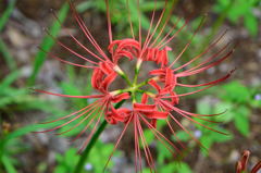 Lycoris radiata - Red