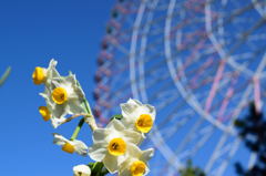 水仙と観覧車
