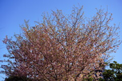 ヒマラヤ桜