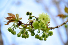 桜　御衣黄