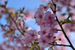 河津桜　３