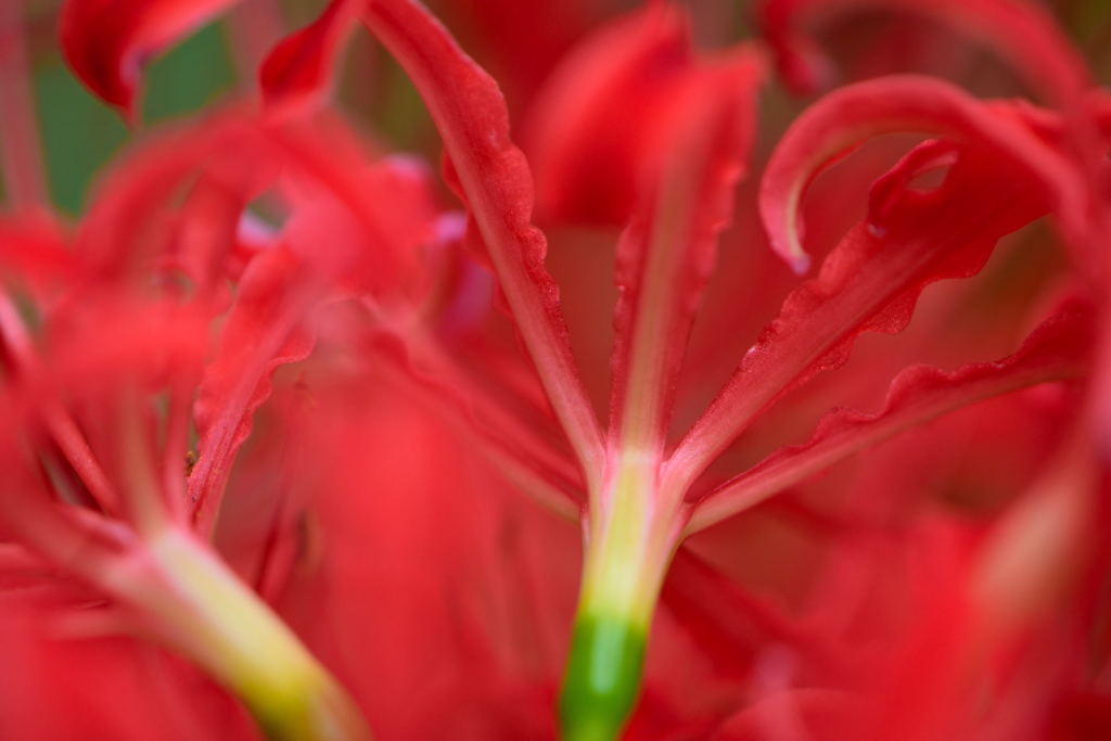 彼岸花　後ろ姿