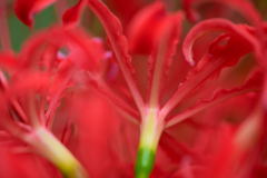 彼岸花　後ろ姿