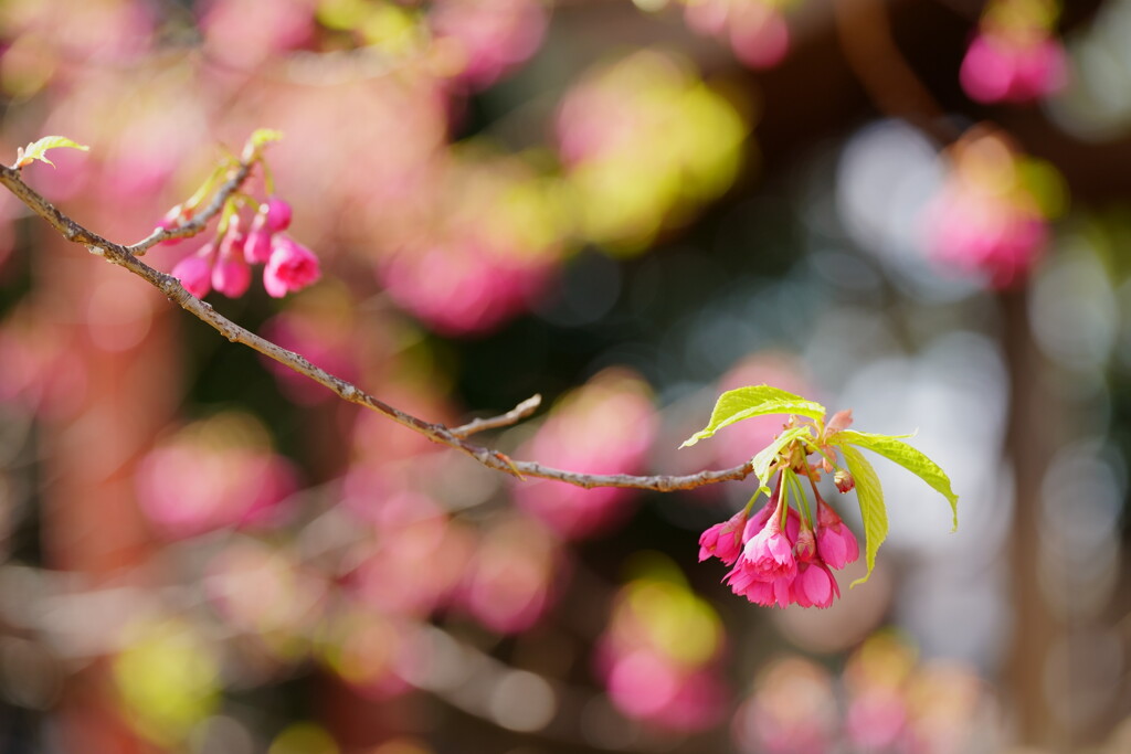 桜　寒緋桜　２