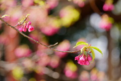 桜　寒緋桜　２