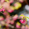 桜　寒緋桜　２