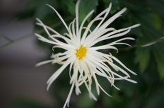 古典菊　嵯峨の白色