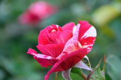 薔薇　モーリス　ユトリロ