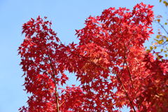 紅葉　２
