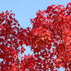 紅葉　２