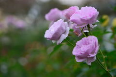 薔薇　コティヨン