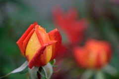 薔薇　バーブラ・ストライザンド