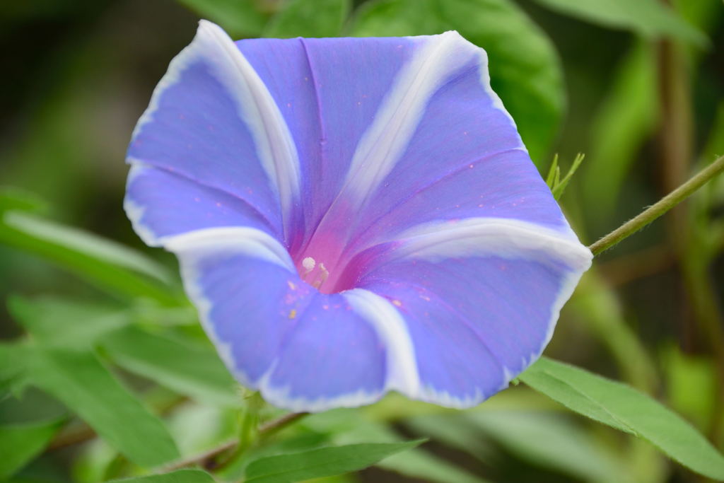 曜白アサガオ　青