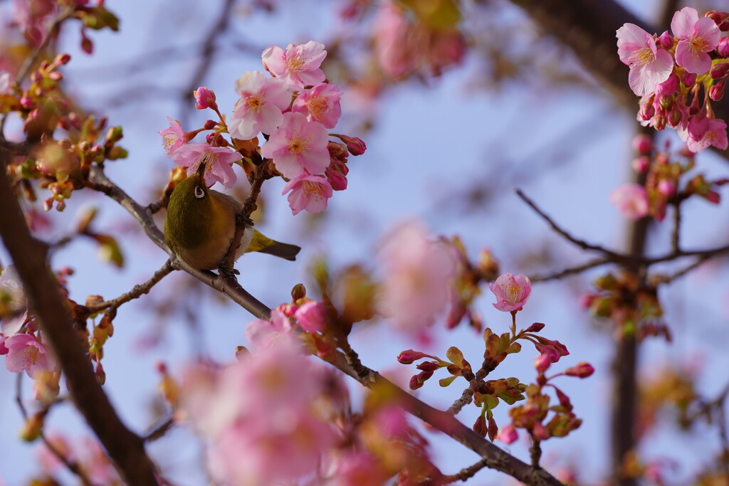 サクジロー　５