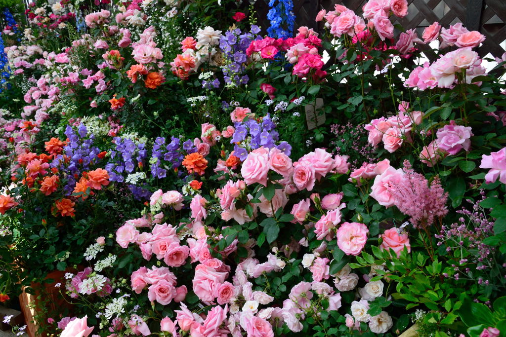 ファンケル　ローズガーデン