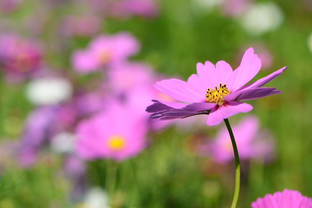 秋桜　コスモス畑