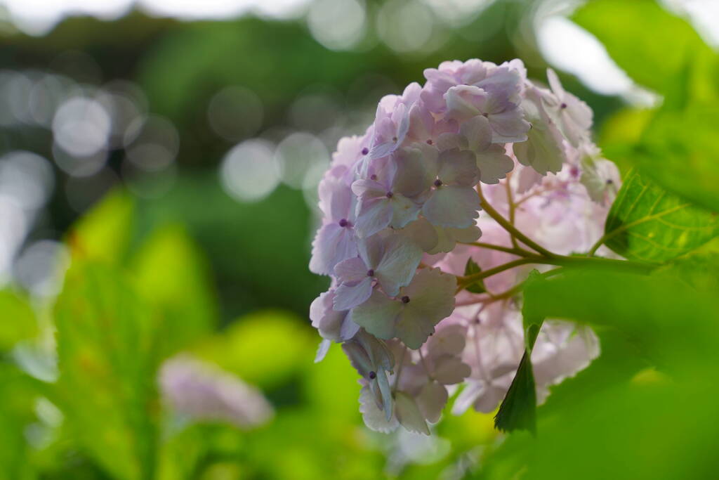 紫陽花　９