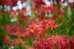 権現堂　彼岸花　１２