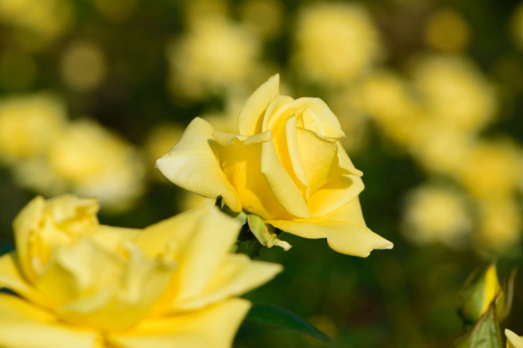 薔薇　ヘルムット　シュミット