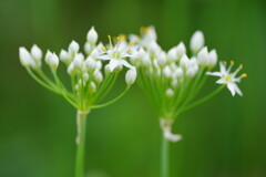 ニラの花　４