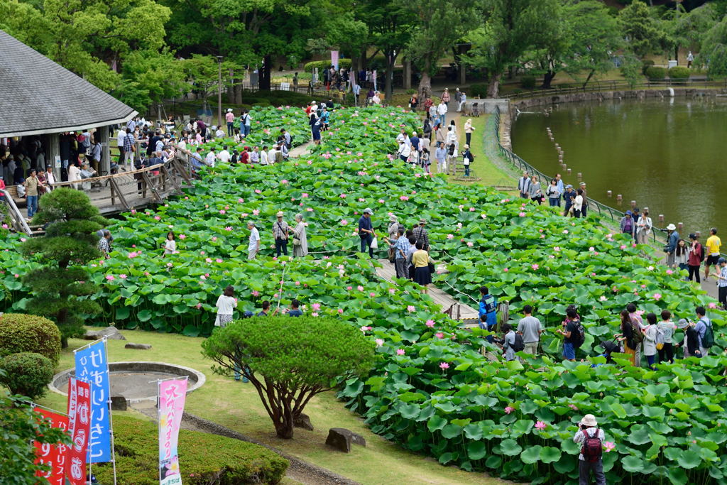 大賀ハスまつり