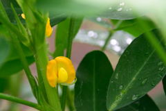落花生
