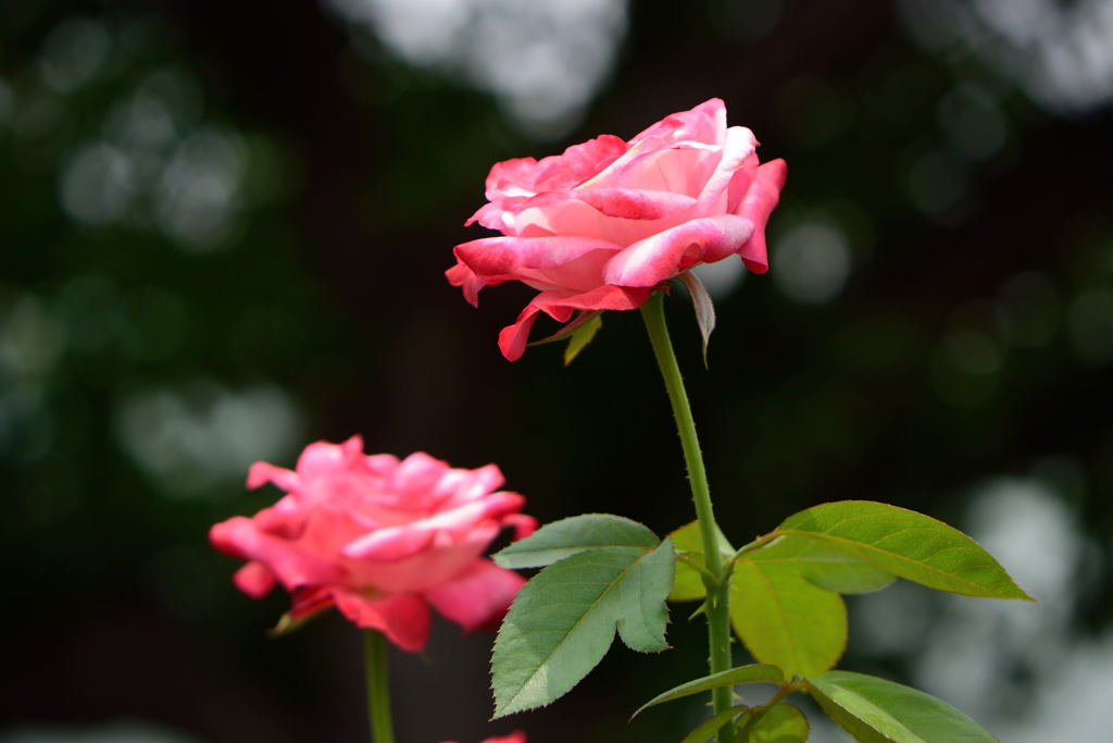 薔薇　ダブルデライト